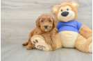 Mini Goldendoodle Pup Being Cute