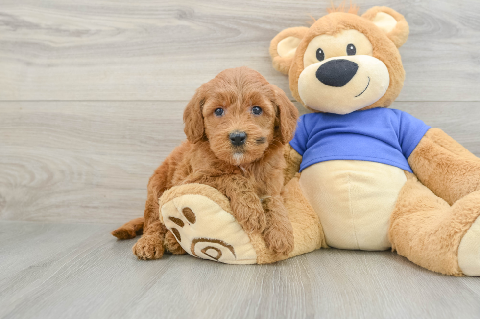 Mini Goldendoodle Pup Being Cute