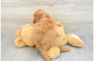Mini Goldendoodle Pup Being Cute