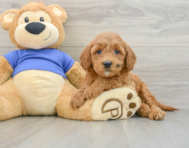 7 week old Mini Goldendoodle Puppy For Sale - Florida Fur Babies