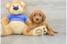 Mini Goldendoodle Pup Being Cute