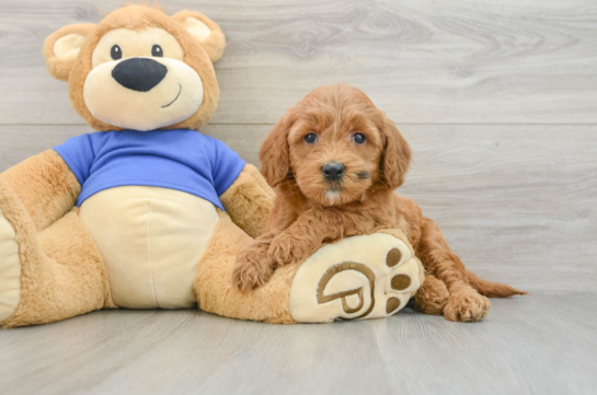 Mini Goldendoodle Pup Being Cute