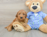 8 week old Mini Goldendoodle Puppy For Sale - Florida Fur Babies