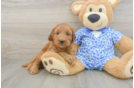Mini Goldendoodle Pup Being Cute
