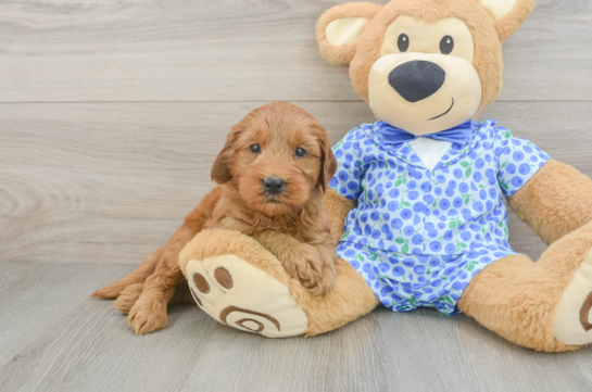 Mini Goldendoodle Pup Being Cute