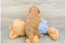 Best Mini Goldendoodle Baby