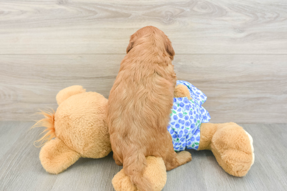 Best Mini Goldendoodle Baby