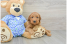 Small Mini Goldendoodle Baby
