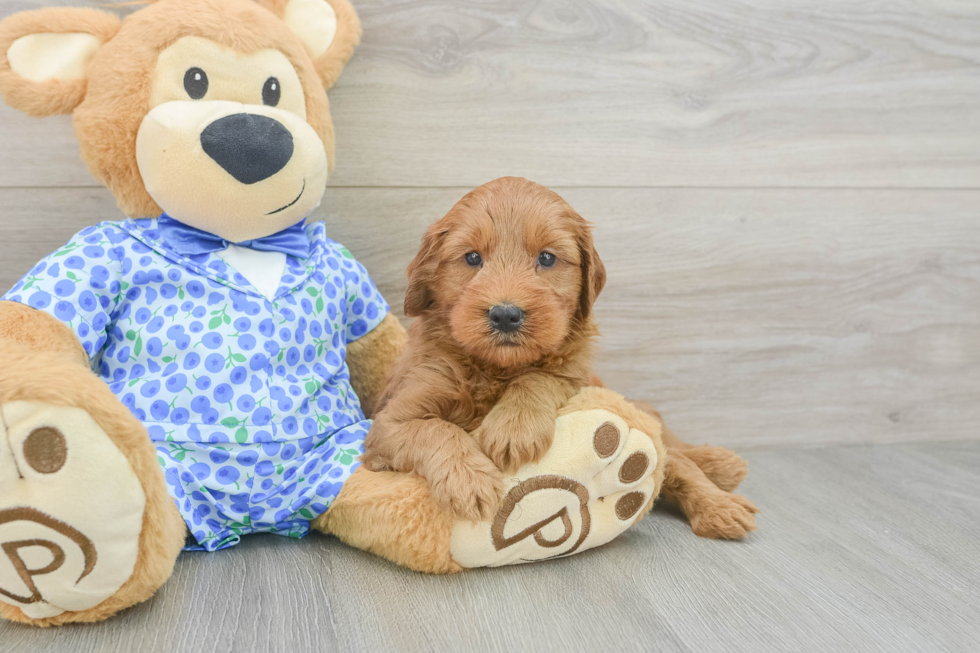 Small Mini Goldendoodle Baby