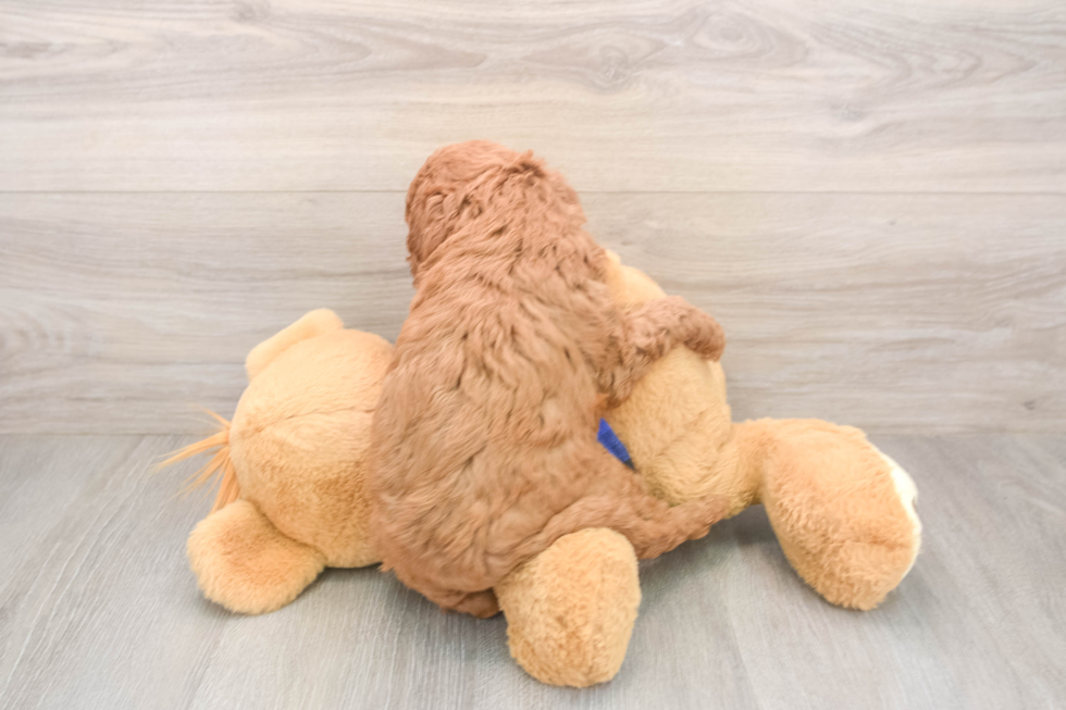 Best Mini Goldendoodle Baby