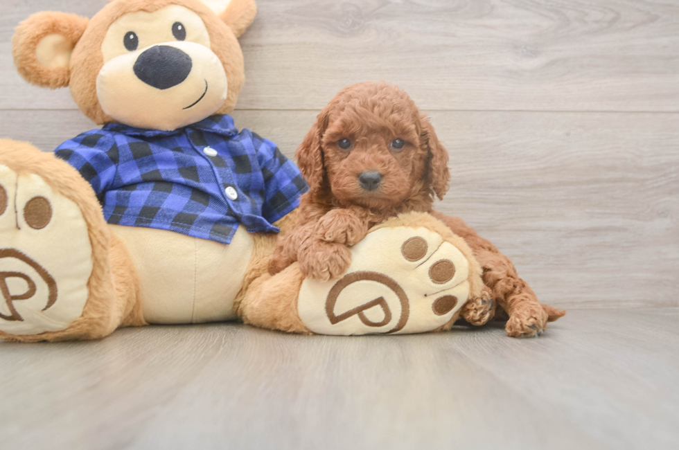 5 week old Mini Goldendoodle Puppy For Sale - Florida Fur Babies