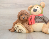 5 week old Mini Goldendoodle Puppy For Sale - Florida Fur Babies