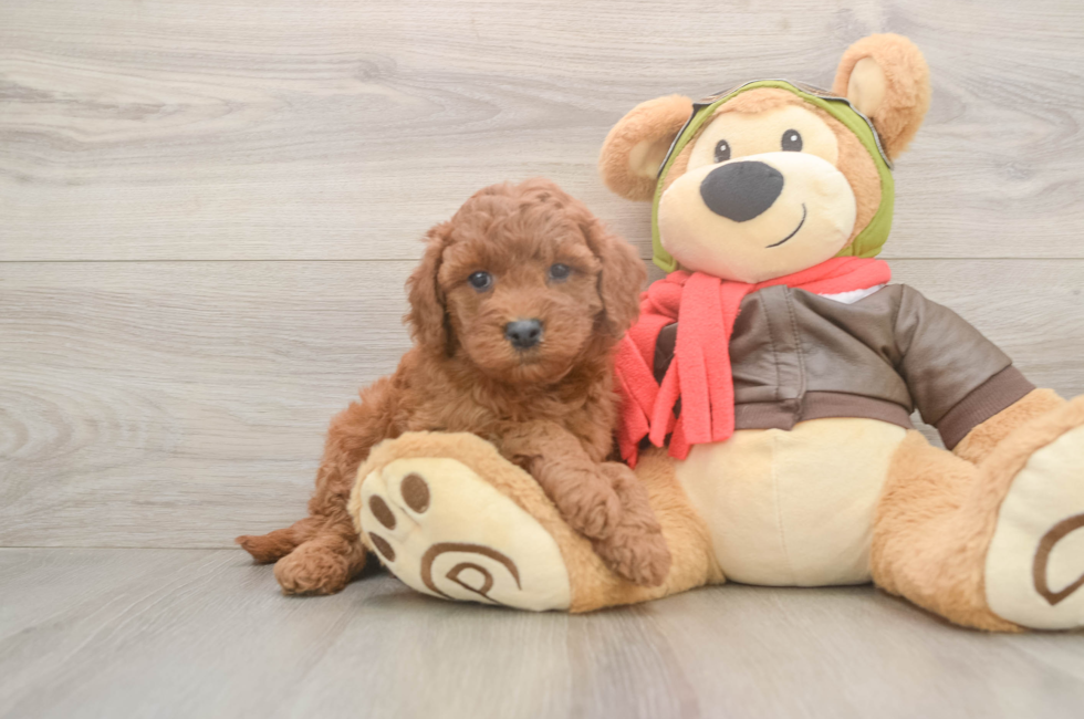 5 week old Mini Goldendoodle Puppy For Sale - Florida Fur Babies