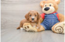 Small Mini Goldendoodle Baby