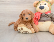 8 week old Mini Goldendoodle Puppy For Sale - Florida Fur Babies