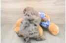 Adorable Golden Retriever Poodle Mix Poodle Mix Puppy