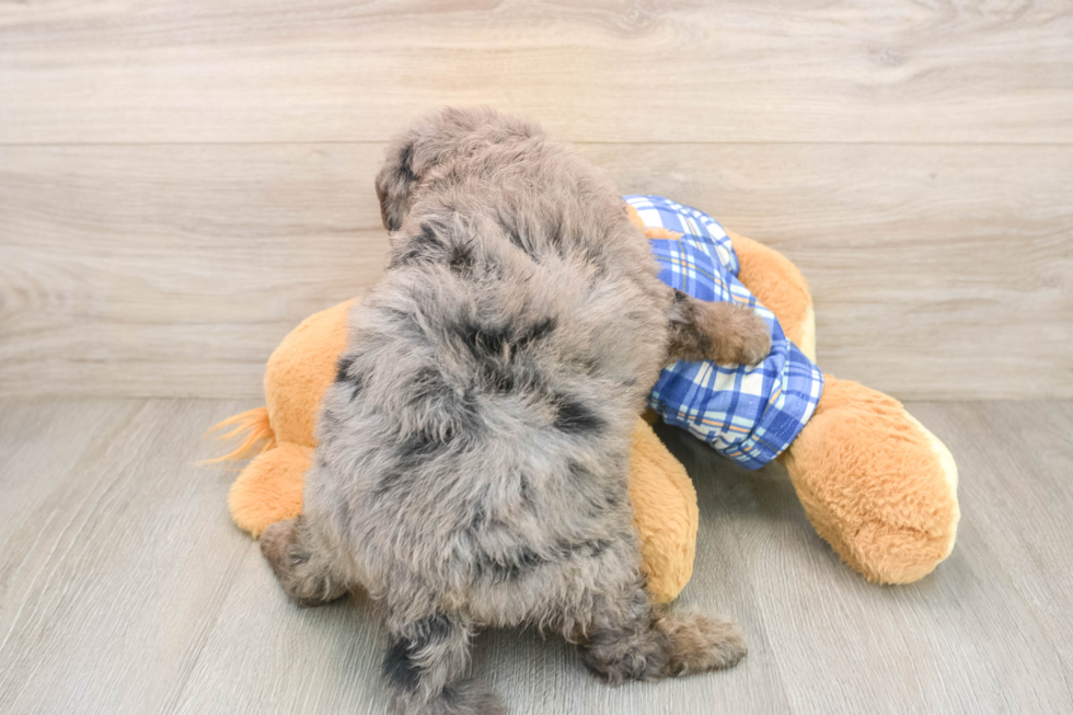 Adorable Golden Retriever Poodle Mix Poodle Mix Puppy