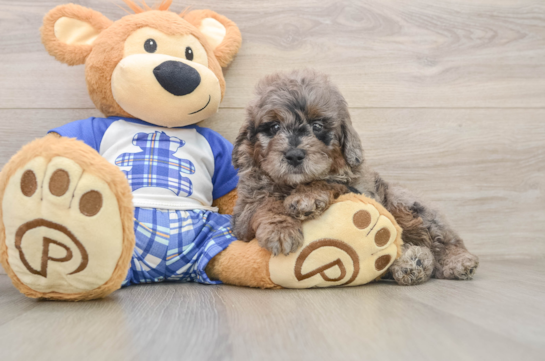 Fluffy Mini Goldendoodle Poodle Mix Pup