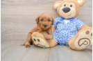 Cute Mini Goldendoodle Baby