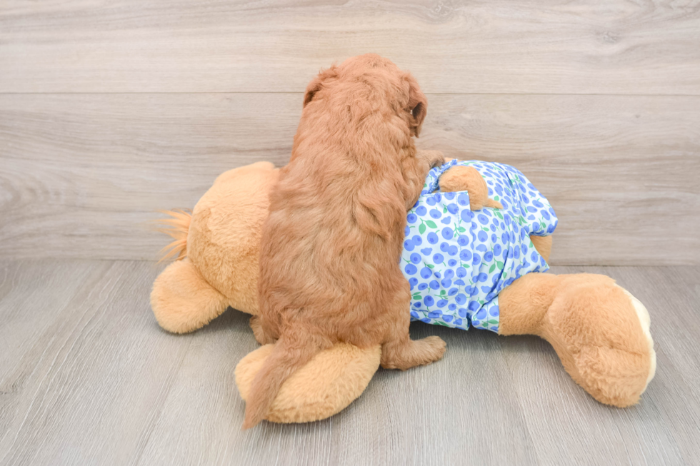 Best Mini Goldendoodle Baby