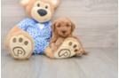 Mini Goldendoodle Pup Being Cute