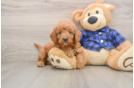 Adorable Golden Retriever Poodle Mix Poodle Mix Puppy
