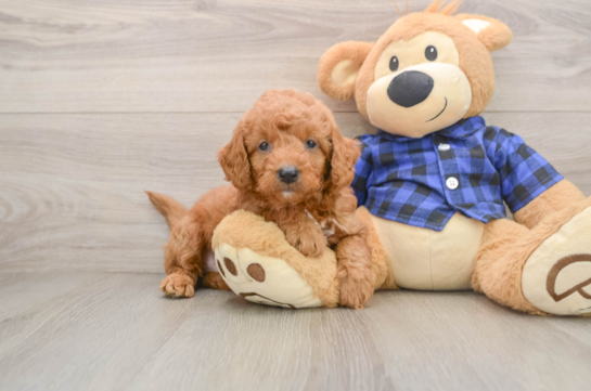Adorable Golden Retriever Poodle Mix Poodle Mix Puppy