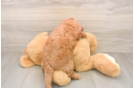 Friendly Mini Goldendoodle Baby