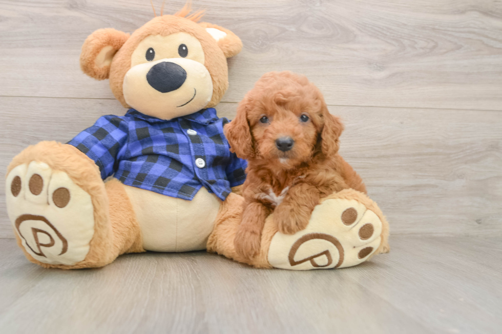 Mini Goldendoodle Pup Being Cute