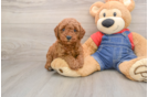 Funny Mini Goldendoodle Poodle Mix Pup