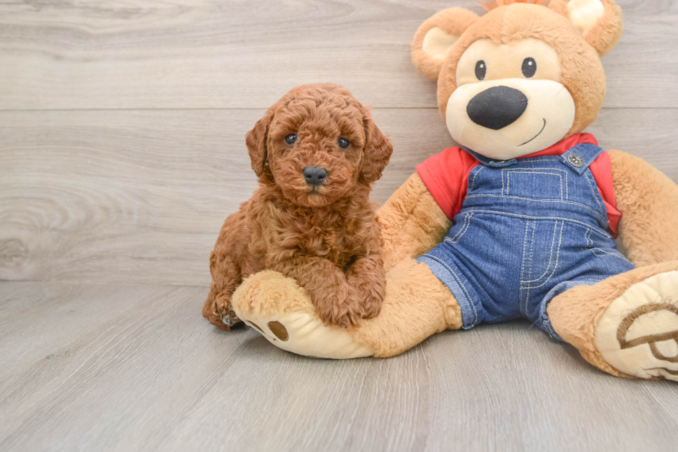 Funny Mini Goldendoodle Poodle Mix Pup