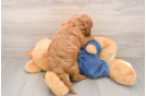 Small Mini Goldendoodle Baby