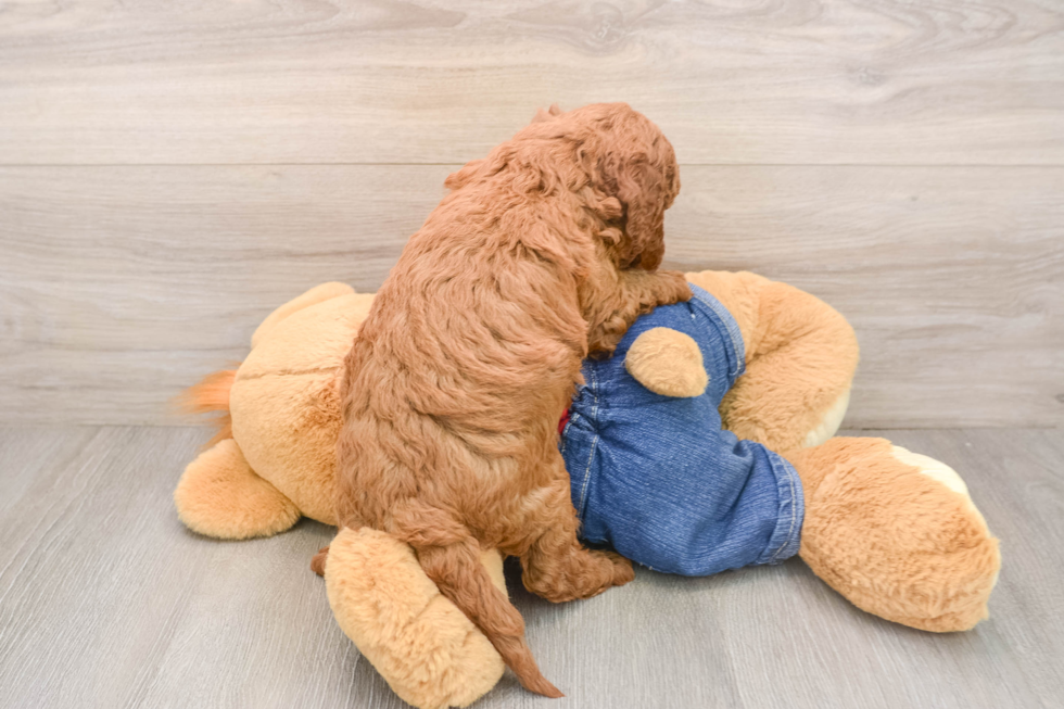 Small Mini Goldendoodle Baby