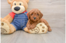 Mini Goldendoodle Pup Being Cute