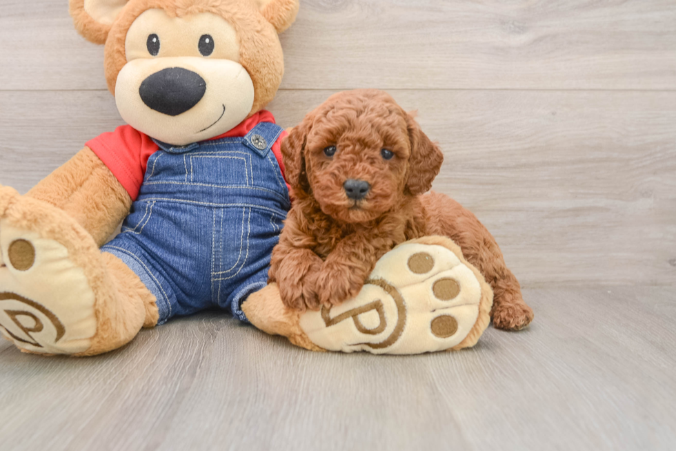 Mini Goldendoodle Pup Being Cute