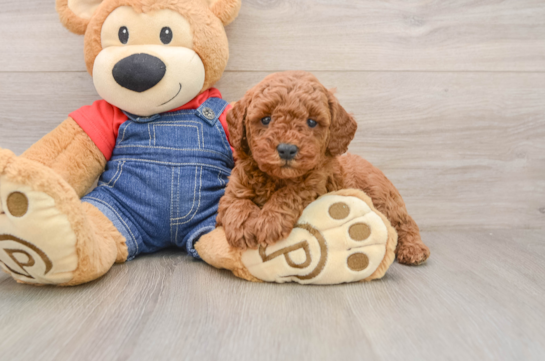 Mini Goldendoodle Pup Being Cute