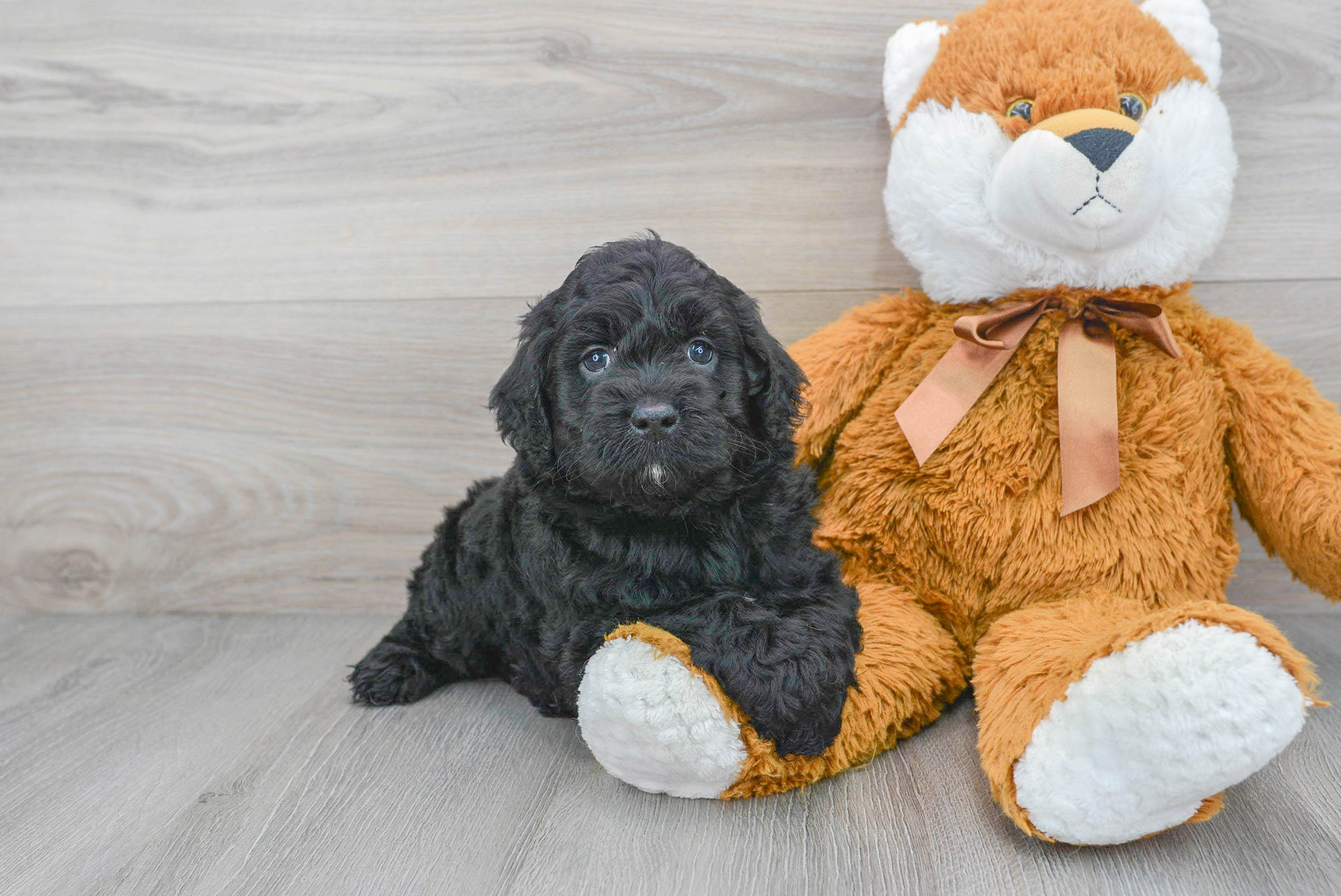 Little Golden Retriever Poodle Mix Puppy