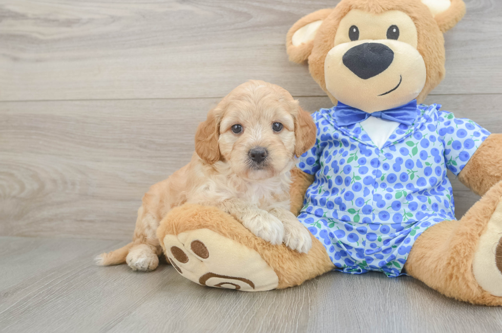 5 week old Mini Goldendoodle Puppy For Sale - Florida Fur Babies