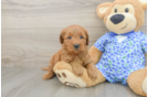 Popular Mini Goldendoodle Poodle Mix Pup