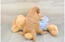 Best Mini Goldendoodle Baby