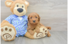 Best Mini Goldendoodle Baby