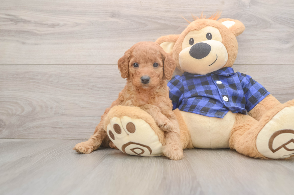 5 week old Mini Goldendoodle Puppy For Sale - Florida Fur Babies