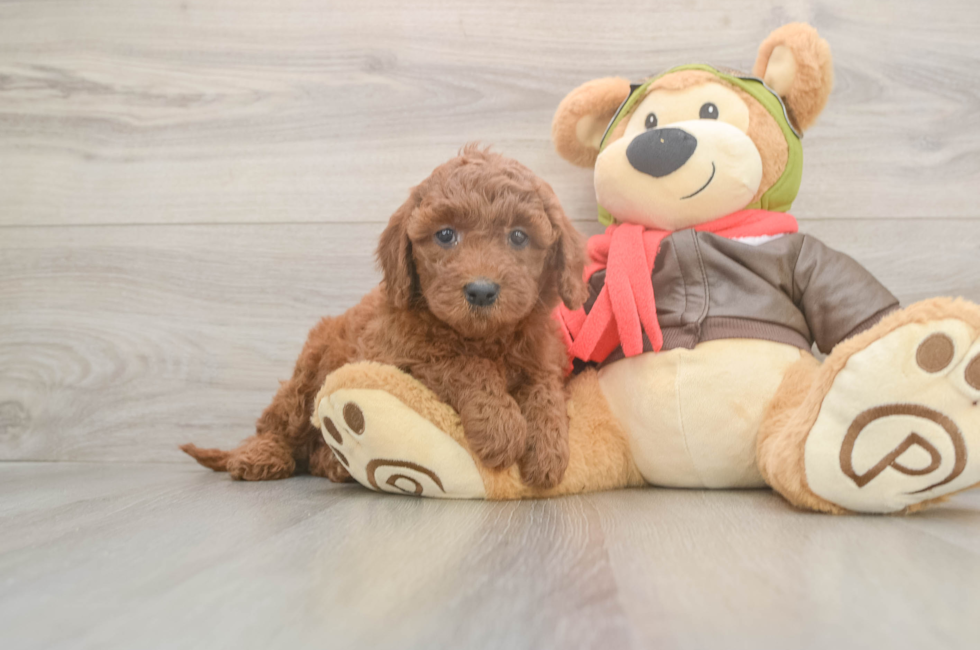5 week old Mini Goldendoodle Puppy For Sale - Florida Fur Babies