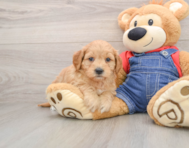 8 week old Mini Goldendoodle Puppy For Sale - Florida Fur Babies