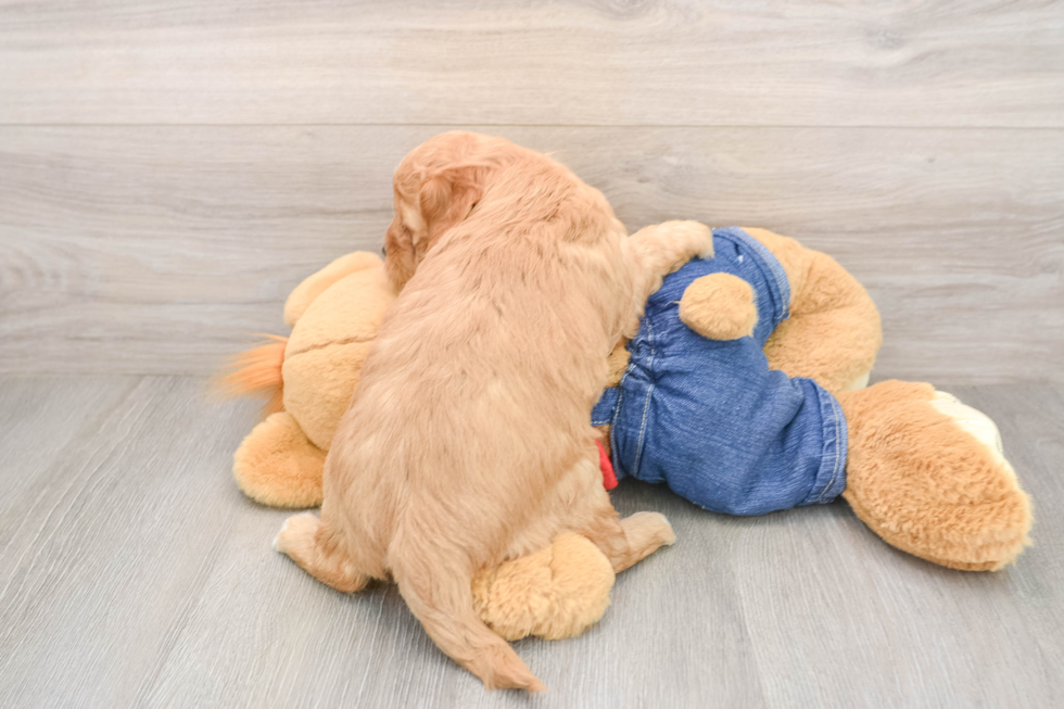 Best Mini Goldendoodle Baby