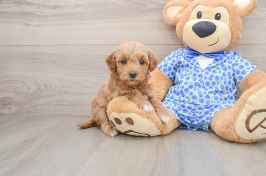 Best Mini Goldendoodle Baby