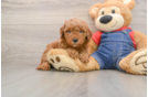Best Mini Goldendoodle Baby