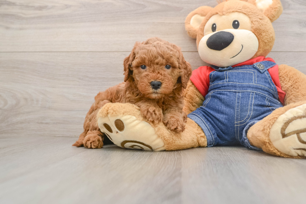 Best Mini Goldendoodle Baby