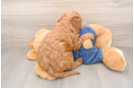 Happy Mini Goldendoodle Baby