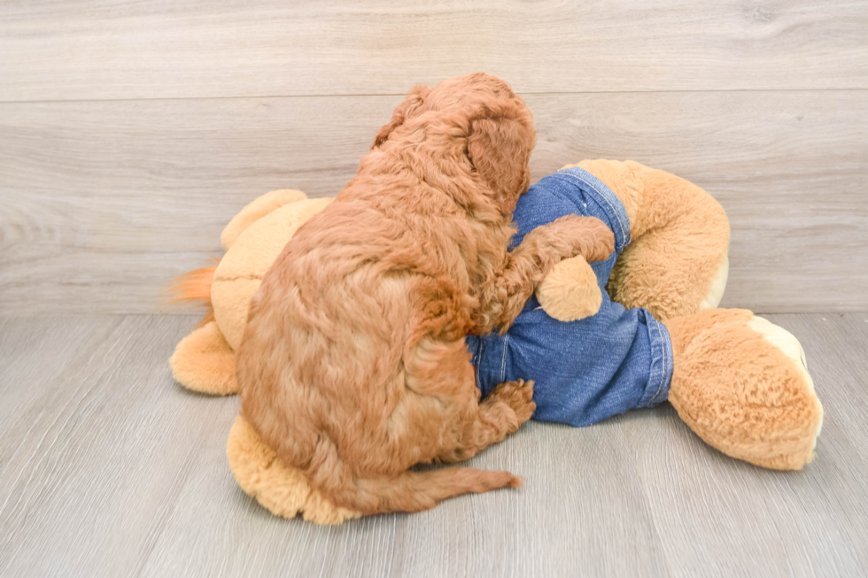 Happy Mini Goldendoodle Baby